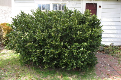 broadleaf evergreens sempervirens boxwood common cv buxus vardar valley